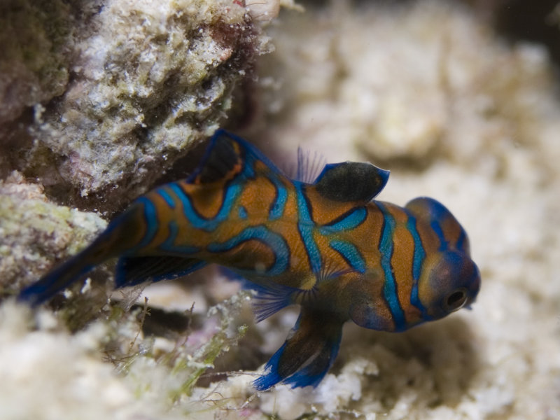 Mabul, Paradise 1 and 2, Mandarin fish